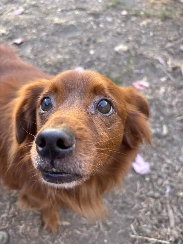 An adult small-sized male Chihuahua dog named Tucker for adoption in Santa Rosa, CA