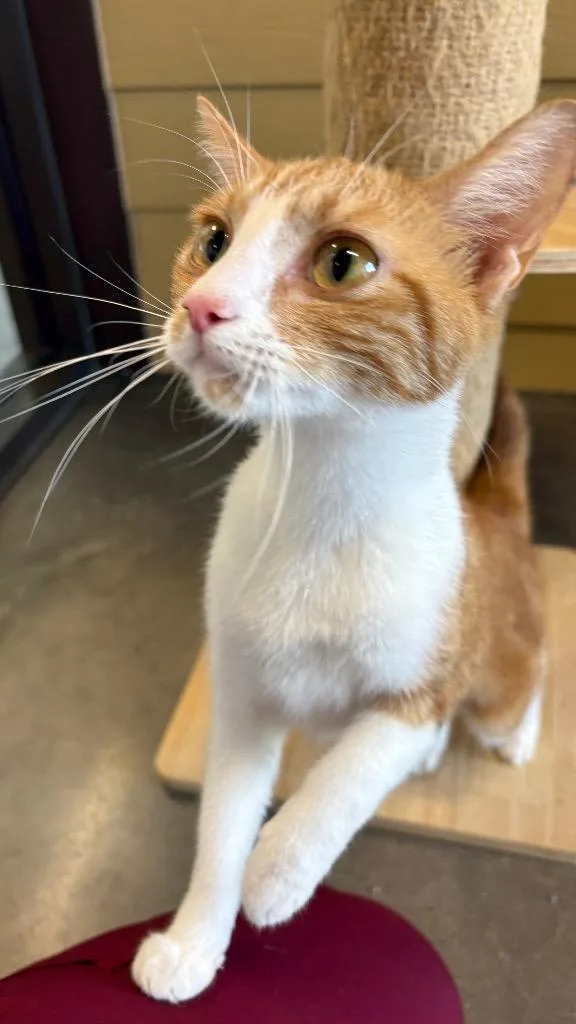 A young medium-sized female Domestic Short Hair cat named Kelly for adoption in Clarksville, TN