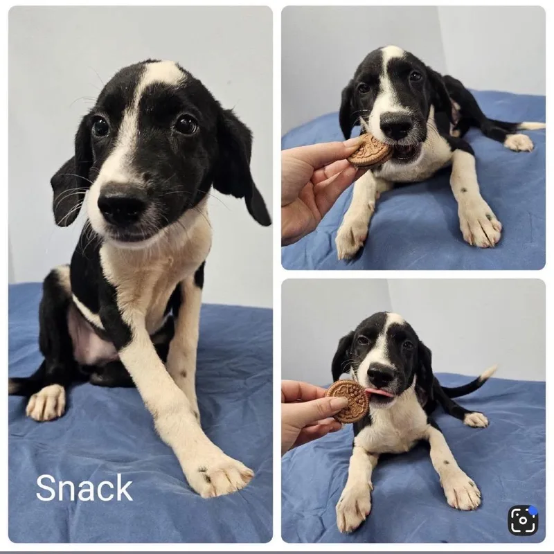 A baby medium-sized female Black Pointer dog named Loralie for adoption in Baton Rouge, LA