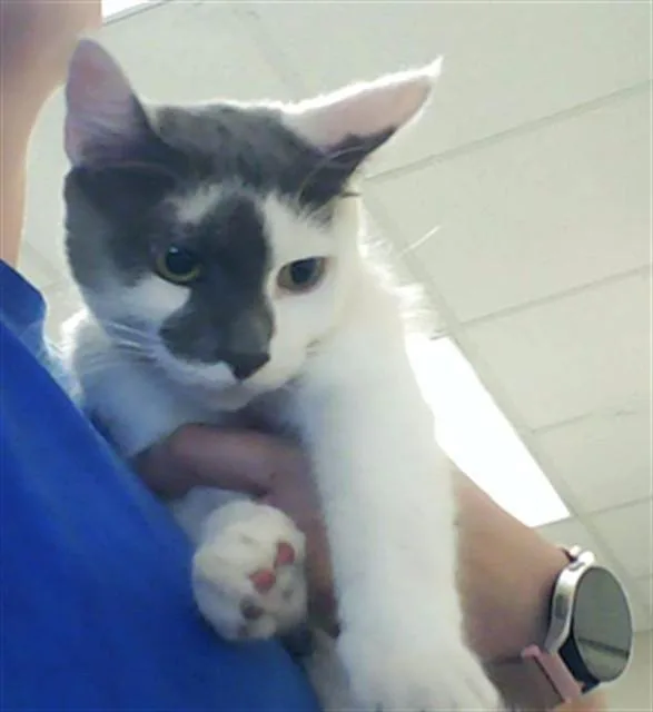 A young medium-sized female Domestic Short Hair cat named Chloe for adoption in Fayetteville, NC