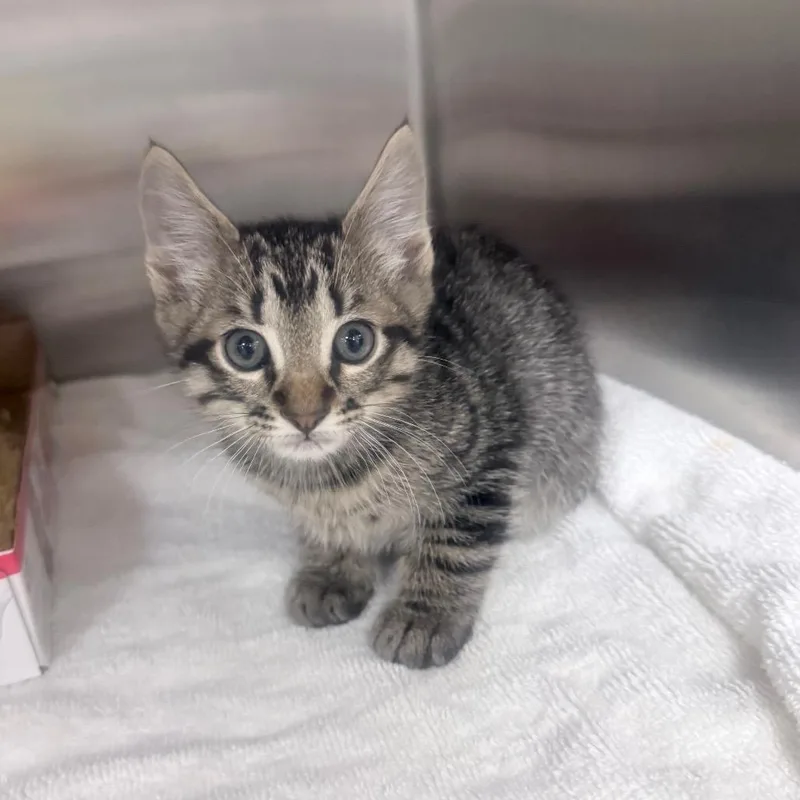 A baby small-sized male Brown / Chocolate Domestic Short Hair cat named Knox for adoption in Jupiter, FL