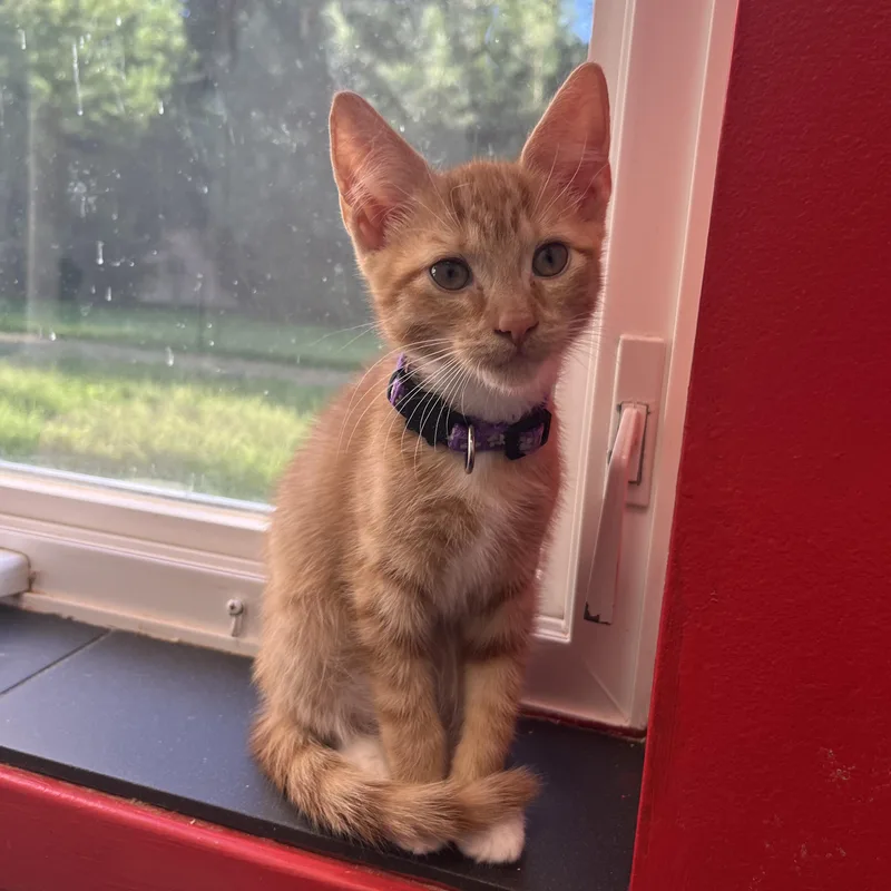 A baby small-sized male Orange & White Domestic Short Hair cat named Samwise for adoption in North Haven, CT