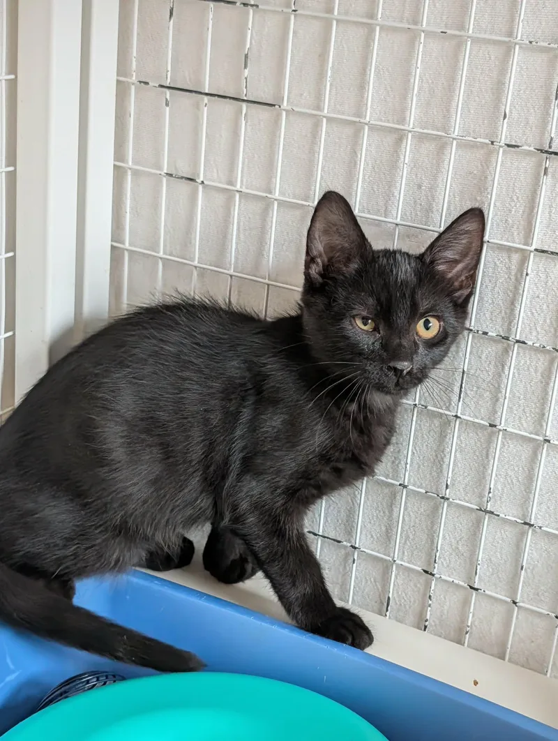 A baby medium-sized male Black Domestic Short Hair cat named Ryan for adoption in Chambersburg, PA