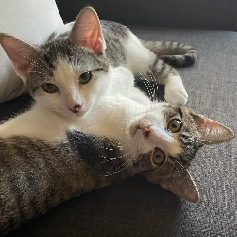 Jolly Roger thumbnail 2