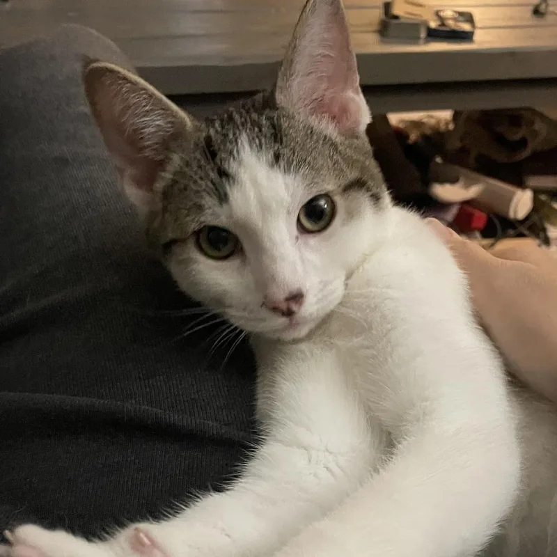 Jolly Roger thumbnail 3