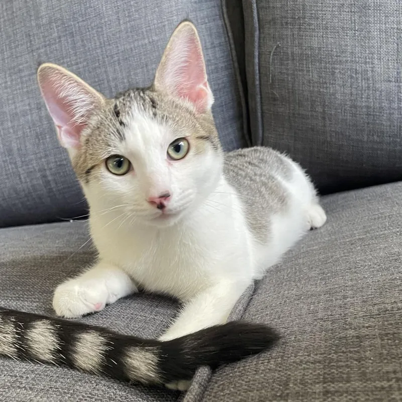 Jolly Roger thumbnail 4