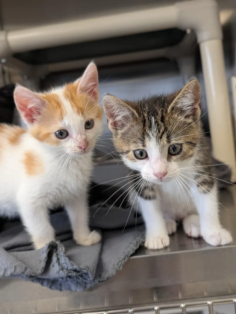 A baby medium-sized male Tabby (Orange / Red) Domestic Short Hair cat named Jagger  Reduced Fee for adoption in Jefferson, WI