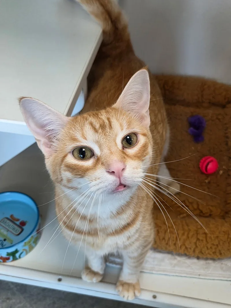 An adult medium-sized male Orange & White Domestic Short Hair cat named Soy Sauce for adoption in Satellite Beach, FL