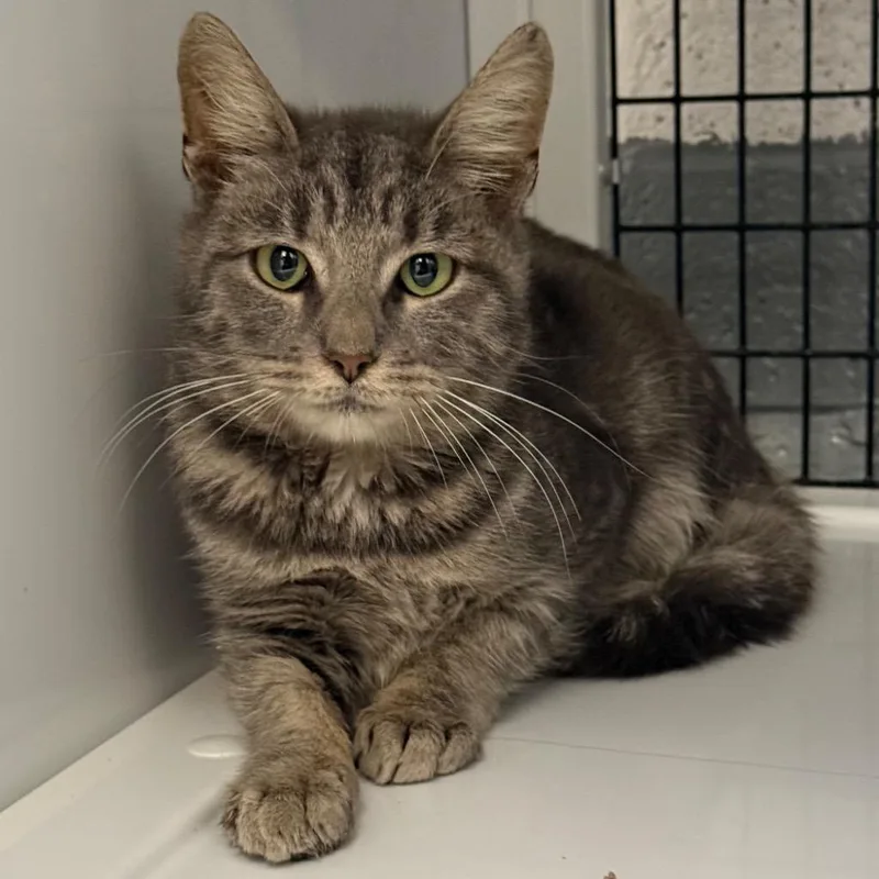 A young medium-sized female Domestic Short Hair cat named Dusk for adoption in Ewing, NJ
