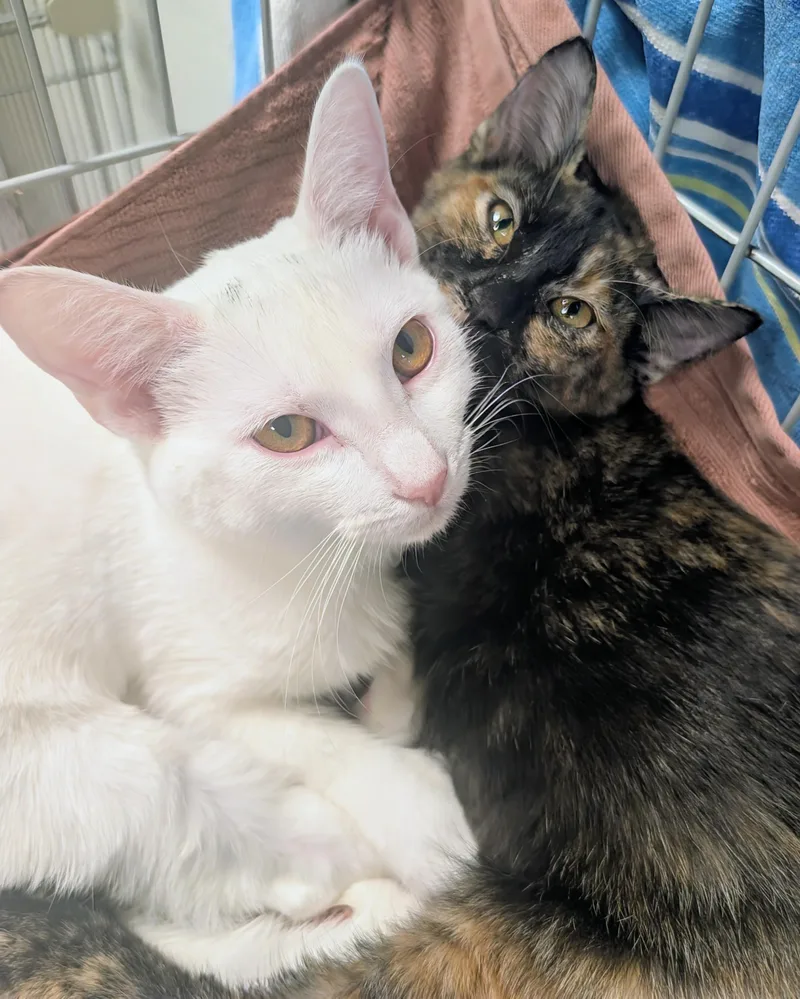 A baby medium-sized female Tortoiseshell Domestic Short Hair cat named Paprika & Salt for adoption in Palm Harbor, FL