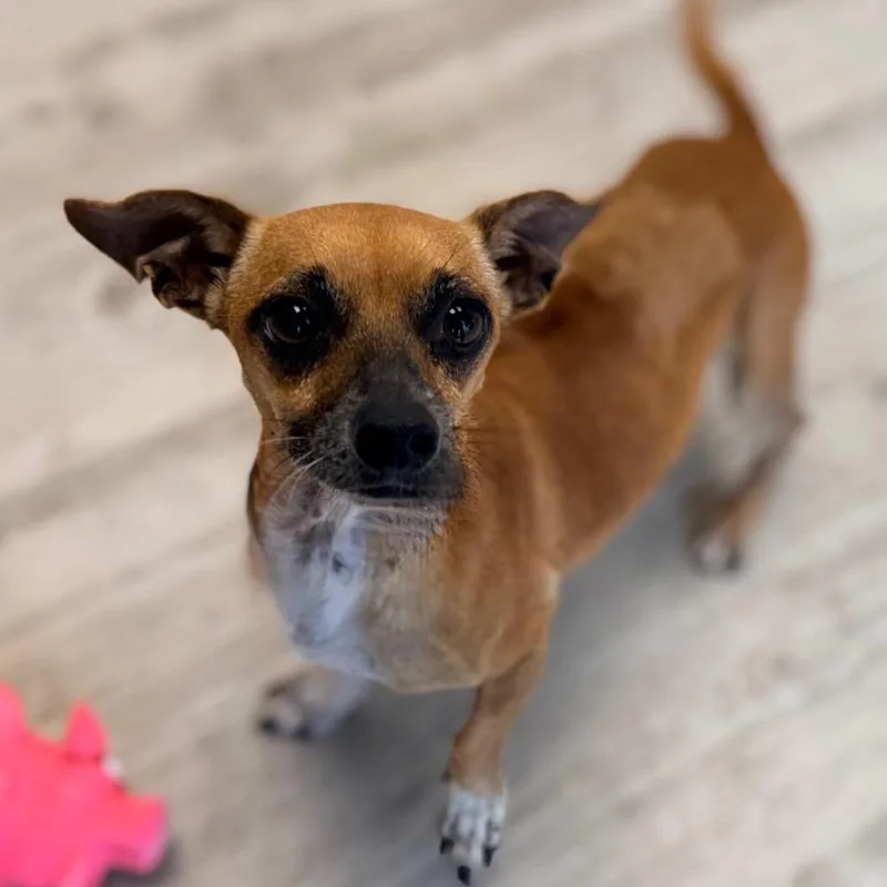 An adult small-sized male Terrier dog named Cafecito for adoption in Green Bay, WI