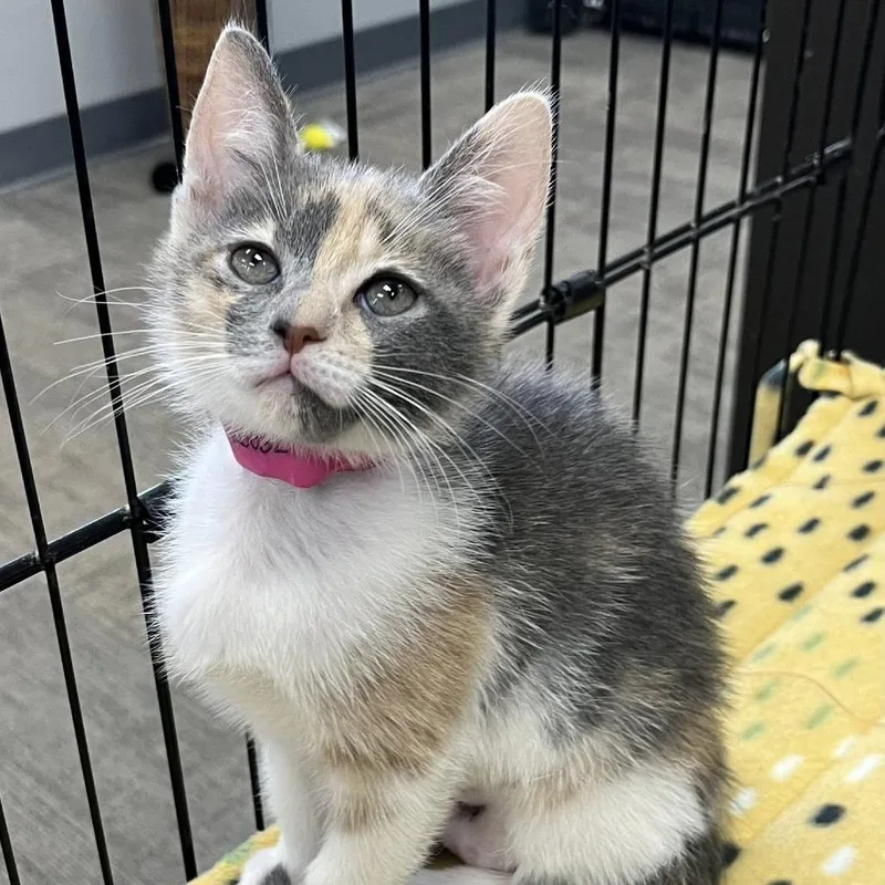 A baby small-sized female Calico Domestic Short Hair cat named Serenity for adoption in Hamburg, NY
