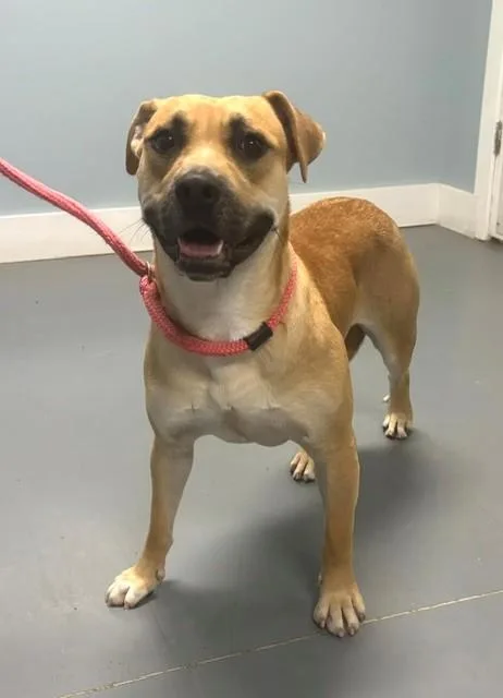 A young medium-sized female Yellow / Tan / Blond / Fawn Hound dog named Brooklyn for adoption in Hawk Point, MO