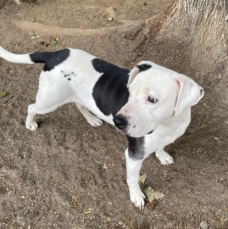 An adult large-sized female White / Cream Labrador Retriever dog named Dina for adoption in Heathsville, VA