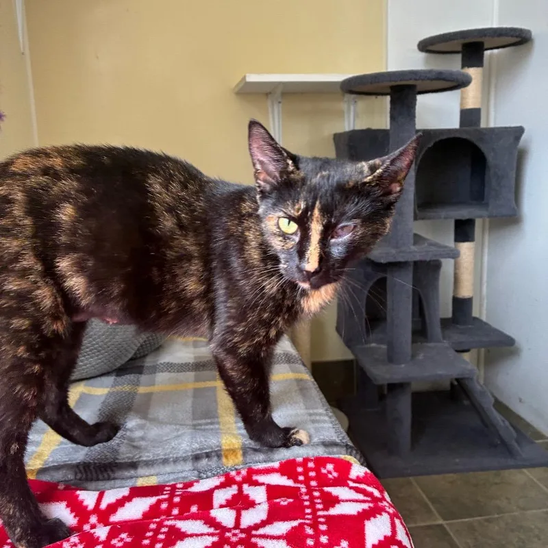 A young medium-sized female Tortoiseshell Domestic Short Hair cat named Cannoli for adoption in Danville, KY