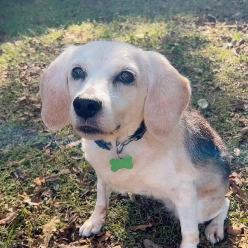 A senior medium-sized female Beagle dog named Betty for adoption in Jacksonville, FL