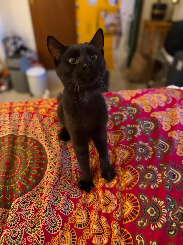An adult medium-sized male Domestic Short Hair cat named Bruin for adoption in Windsor, CT