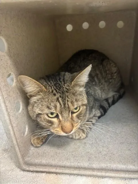 A young medium-sized male Domestic Short Hair cat named Garry for adoption in Lancaster, CA