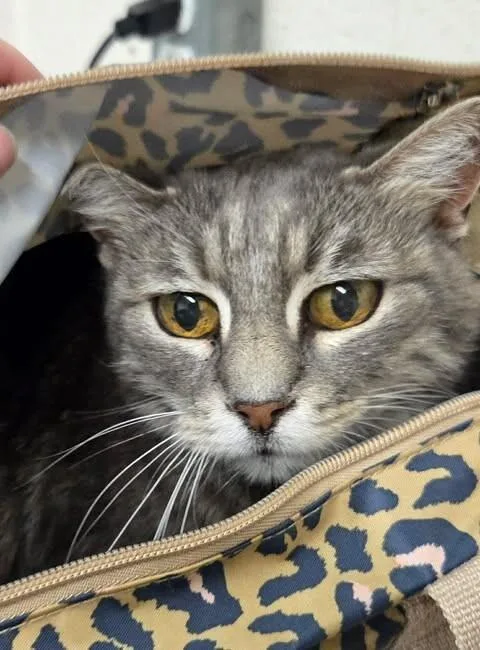 A senior medium-sized female Tabby (Gray / Blue / Silver) Domestic Medium Hair cat named Finnia for adoption in Fruit Heights, UT