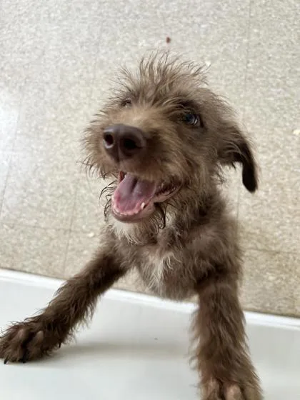 An adult medium-sized male Fox Terrier dog named Jon for adoption in St. Anne, IL
