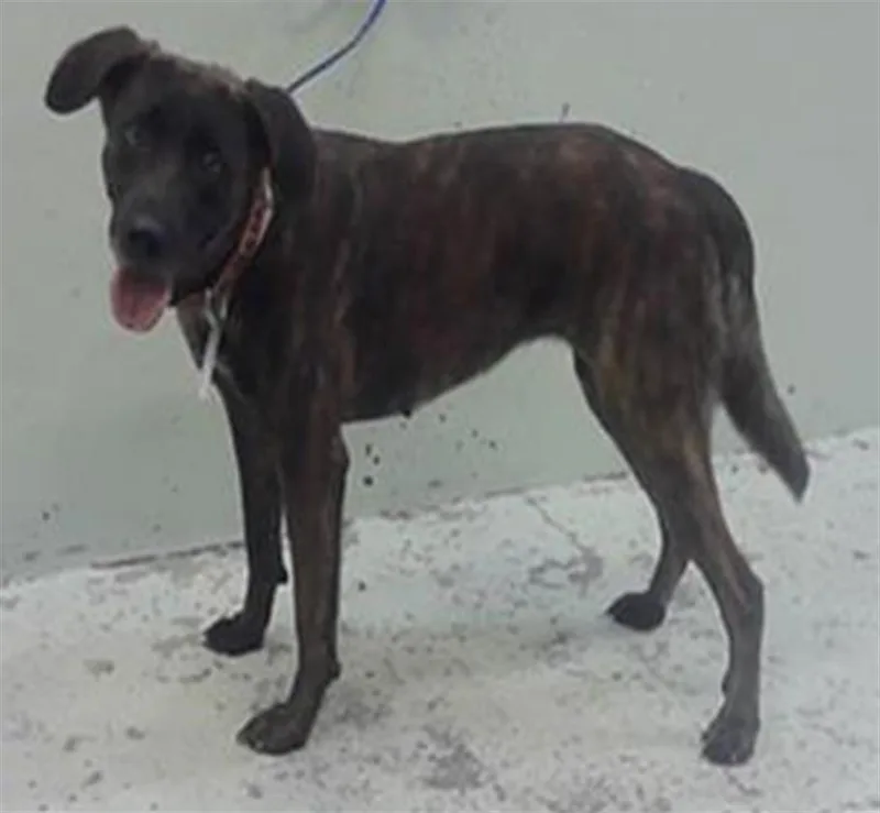 An adult large-sized female German Shepherd Dog dog named Nona for adoption in Houston, TX