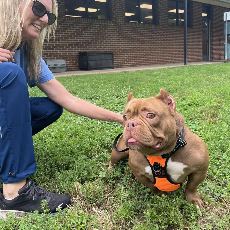 An adult medium-sized female Brown / Chocolate English Bulldog dog named Fiona for adoption in Nashville, TN