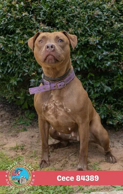 An adult medium-sized female Brown / Chocolate Mixed Breed dog named Cece for adoption in Mobile, AL