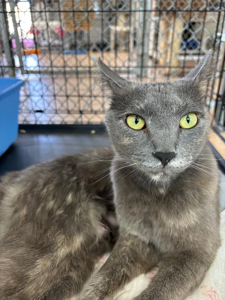 A young medium-sized female Domestic Short Hair cat named Mama Smoke for adoption in Peoria, AZ