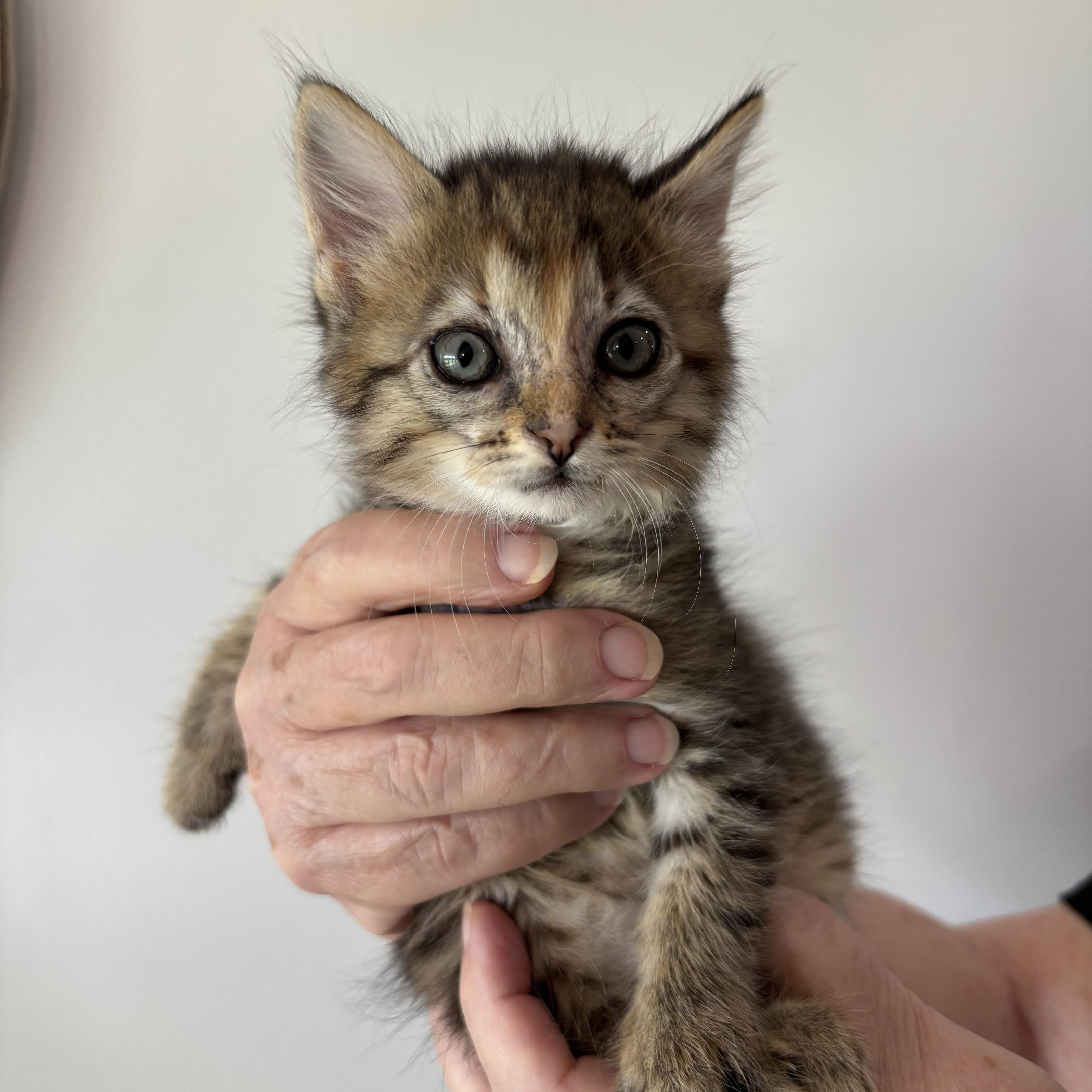 A baby medium-sized female Tabby (Buff / Tan / Fawn) Tabby cat named Maisey for adoption in Newfoundland, NJ