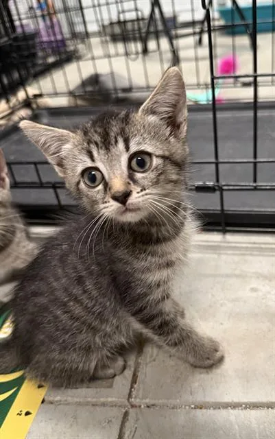 A baby small-sized male Domestic Short Hair cat named Jack for adoption in Haw River, NC