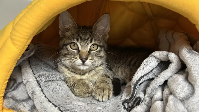 A baby medium-sized male Tabby (Brown / Chocolate) Domestic Short Hair cat named Scribble for adoption in White Oak, PA
