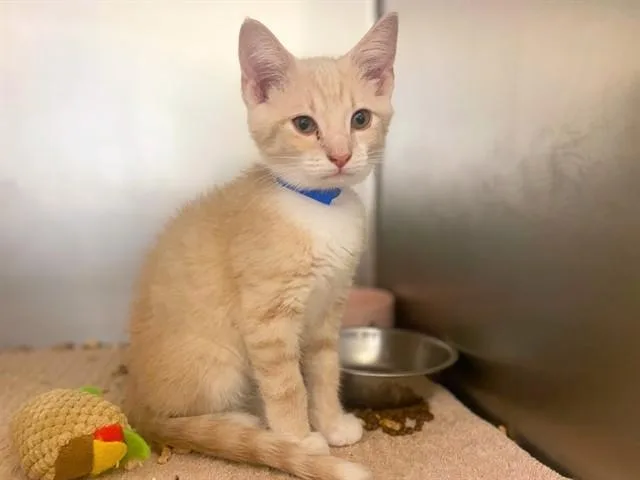 A baby small-sized male Domestic Short Hair cat named Cream for adoption in Fort Wayne, IN
