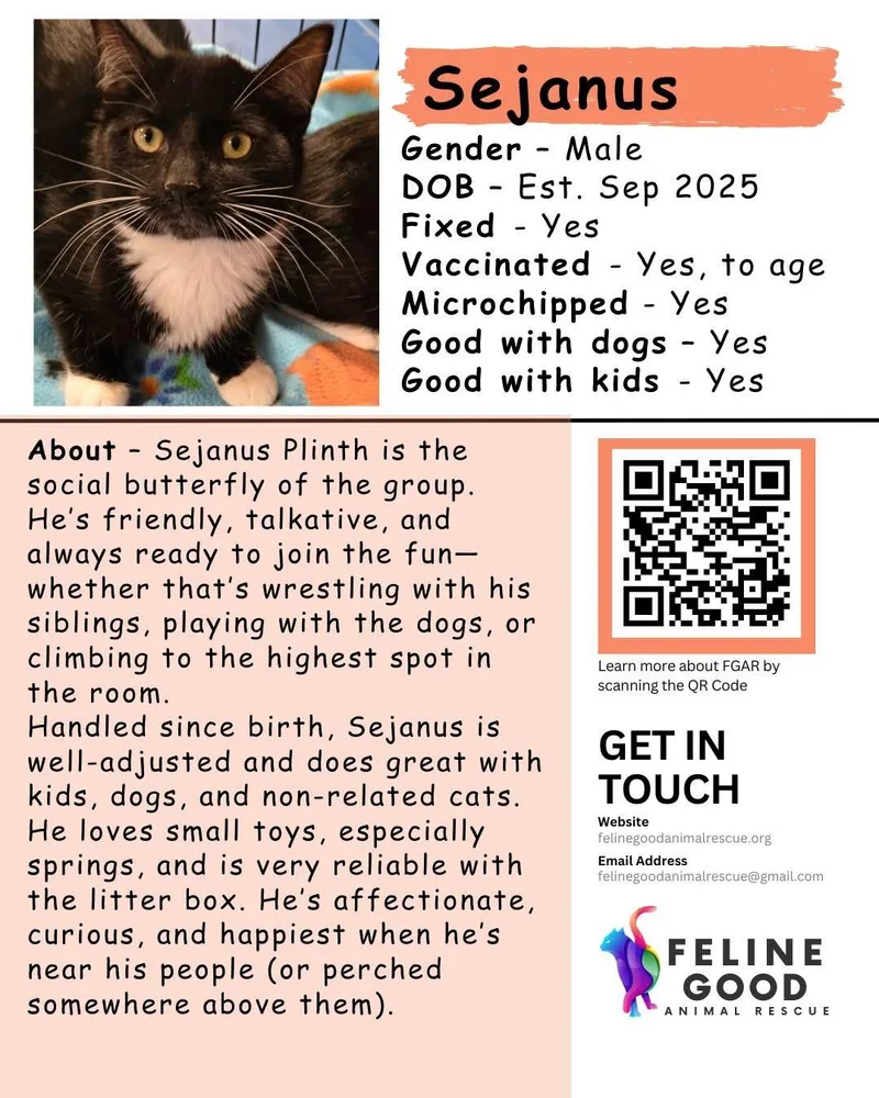 A young medium-sized male Black & White / Tuxedo Domestic Short Hair cat named Sejanus for adoption in Eugene, OR