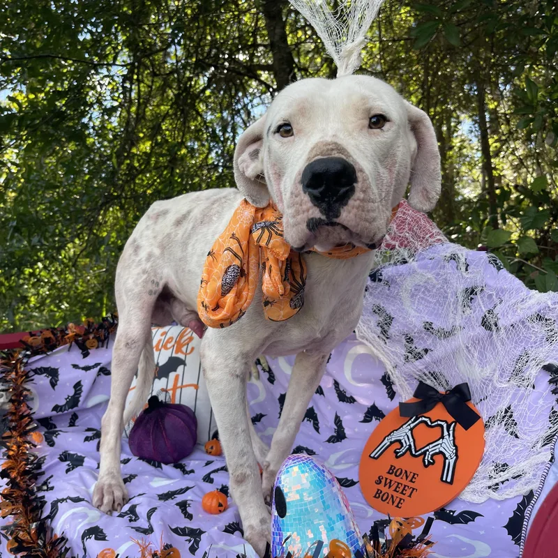 An adult medium-sized male American Bulldog dog named Isaac for adoption in Sebring, FL