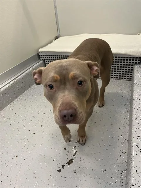 A young medium-sized female Staffordshire Bull Terrier dog named Rhyne for adoption in Forney, TX