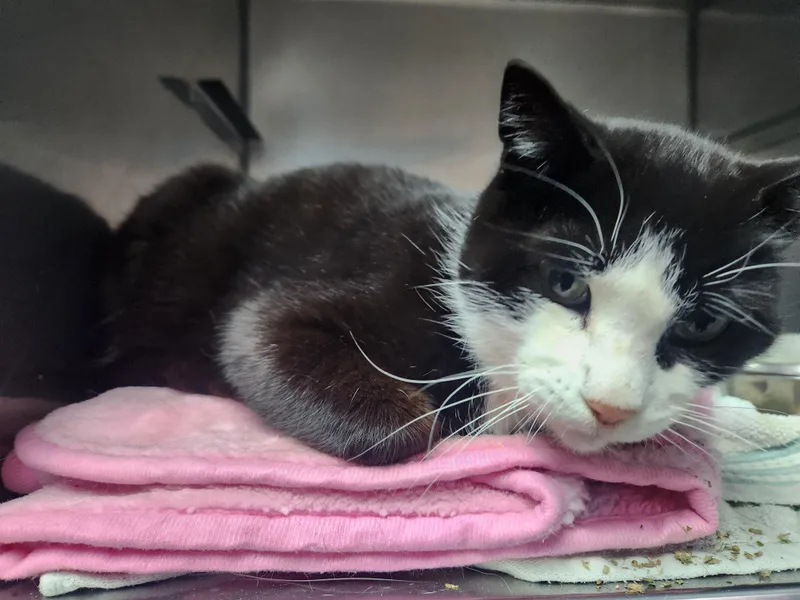 Mister E Mann thumbnail 2