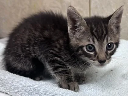 A baby small-sized male Domestic Short Hair cat named Ranger for adoption in Honolulu, HI