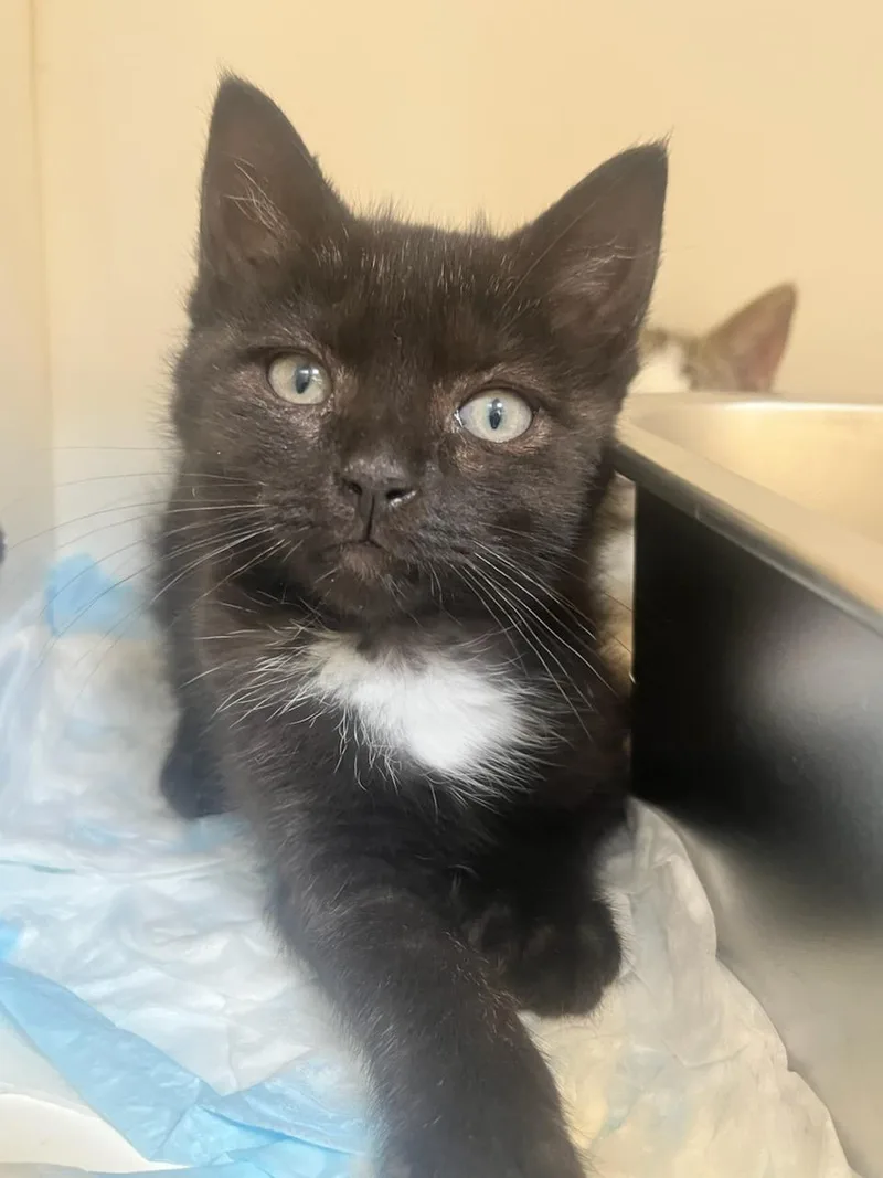 A baby small-sized female Black Domestic Short Hair cat named Onyx for adoption in Manassas, VA