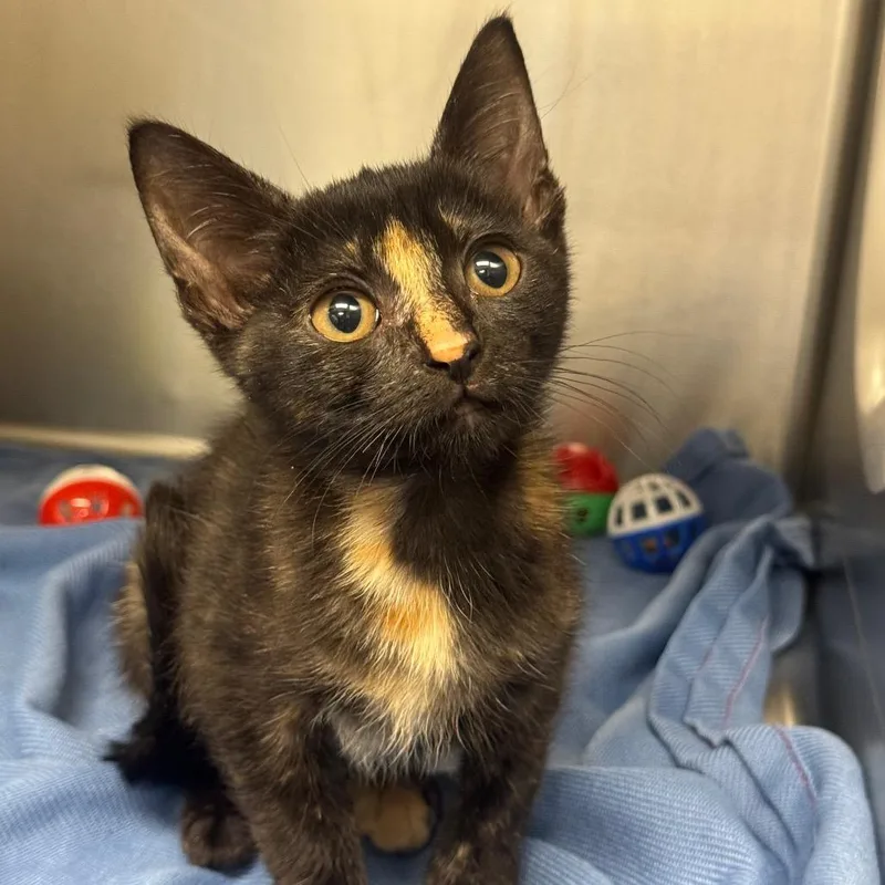 A baby small-sized female Tortoiseshell Domestic Short Hair cat named Alice for adoption in West Palm Beach, FL