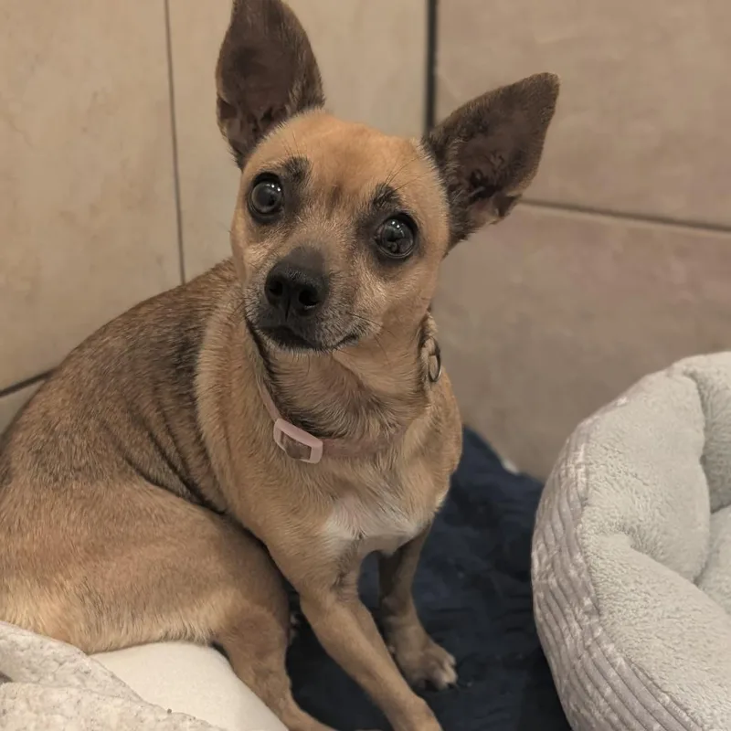 An adult small-sized female Chihuahua dog named Missy for adoption in Fenton, MI