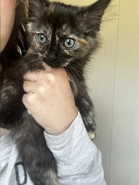 A young medium-sized female Domestic Medium Hair cat named Snookie for adoption in Williamsburg, IA