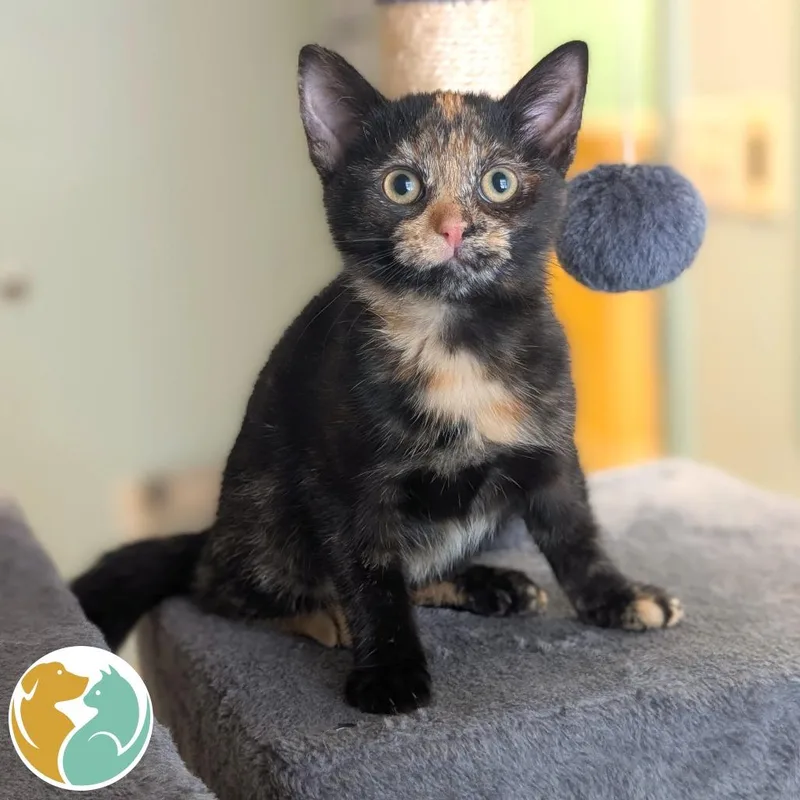 A baby small-sized female Tortoiseshell Domestic Short Hair cat named Emmy Demy Dong for adoption in Toledo, OH