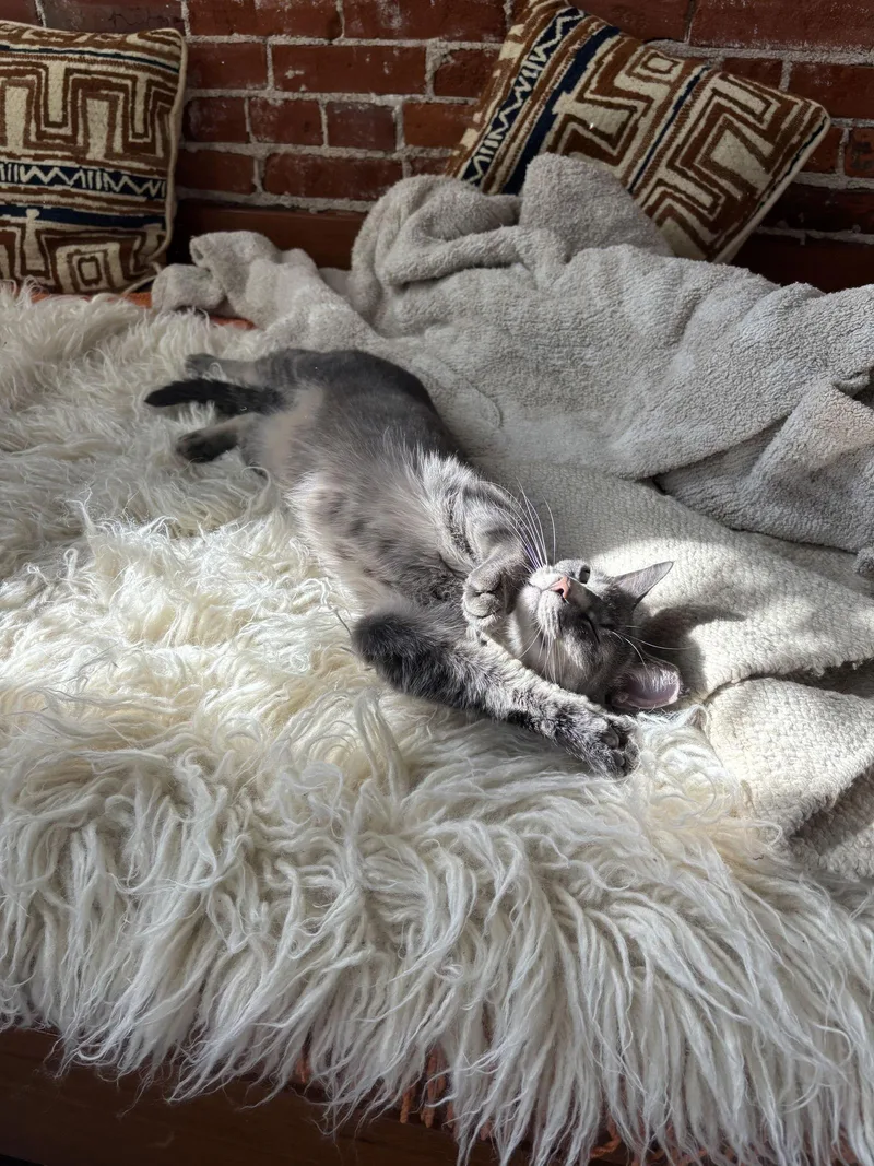 An adult medium-sized female Gray / Blue / Silver Domestic Short Hair cat named Blossom for adoption in Eureka, MO