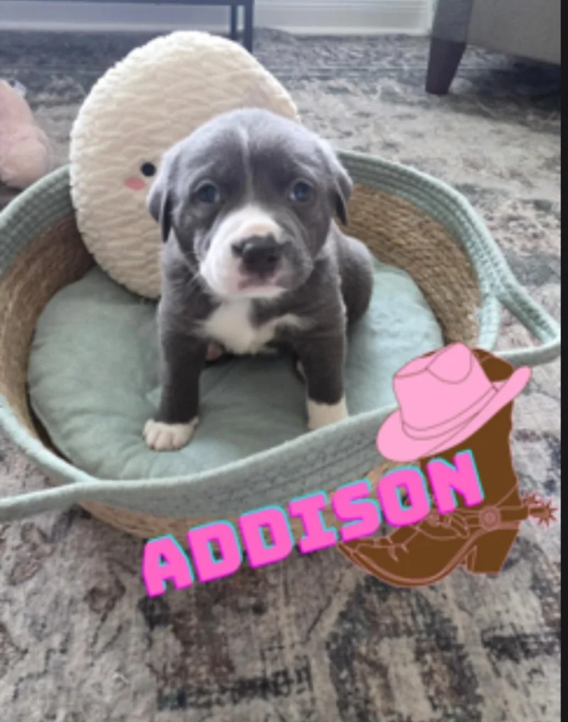 A baby small-sized female Pit Bull Terrier dog named Addison for adoption in merrillville, IN