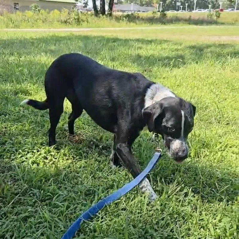 An adult medium-sized female Black Border Collie dog named Shakey for adoption in Chicopee, MA