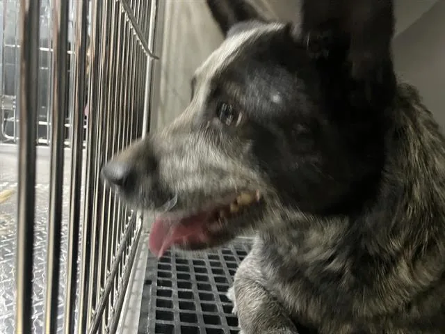 An adult medium-sized female Mixed Breed dog named Lala for adoption in Dallas, TX