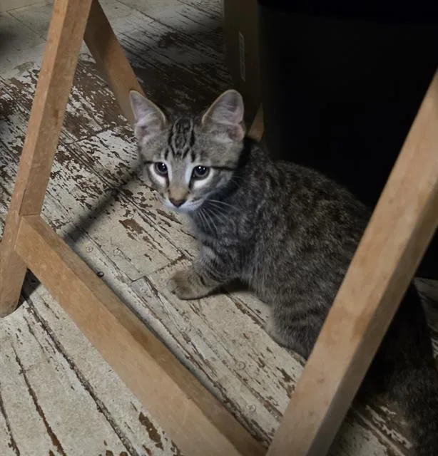 A baby small-sized male Domestic Short Hair cat named Teddy for adoption in Sacramento, CA
