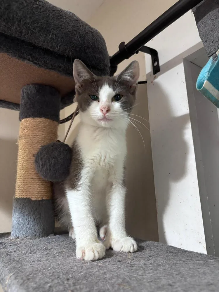 A baby small-sized male Gray & White Domestic Short Hair cat named Mr. Business for adoption in Milton, DE
