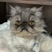 An adult large-sized male Gray / Blue / Silver Persian cat named Brimley for adoption in Rapid City, SD