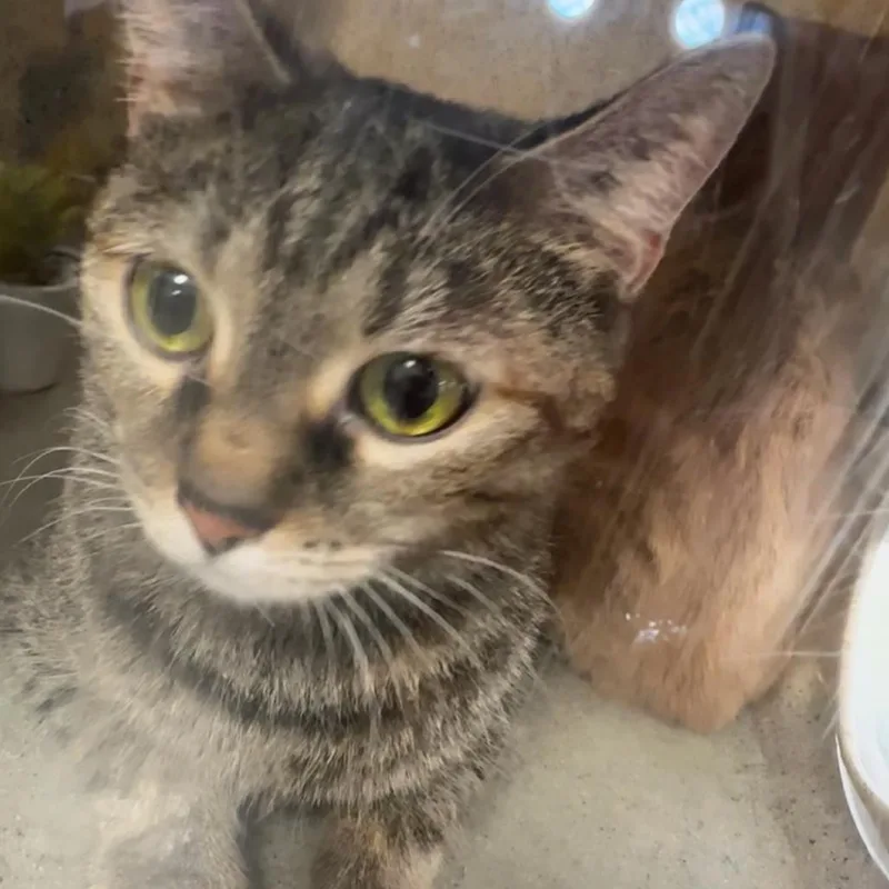 An adult medium-sized female Brown / Chocolate Domestic Short Hair cat named Pepsi for adoption in Philadelphia, PA